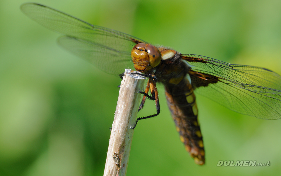 Broad-bodied Chaser (female, Libellula depressa)